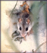 mouse
