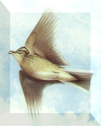 skylark