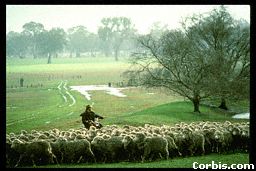shepherd3