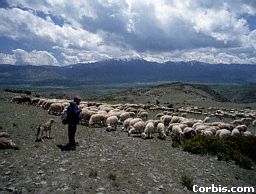shepherd2