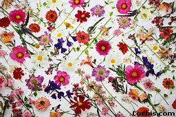 wildflowers