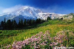 wildflowers2